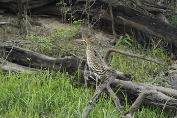 Rufescent Tiger Heron, young bird (Tigrisoma lineatum), also known as Soco-Boi, is a species of heron in the family Ardeidae. Araçá River, Amazonas – Brazil.