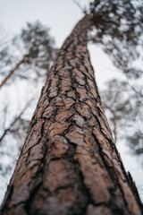 Kiefer von unten, Froschperspektive