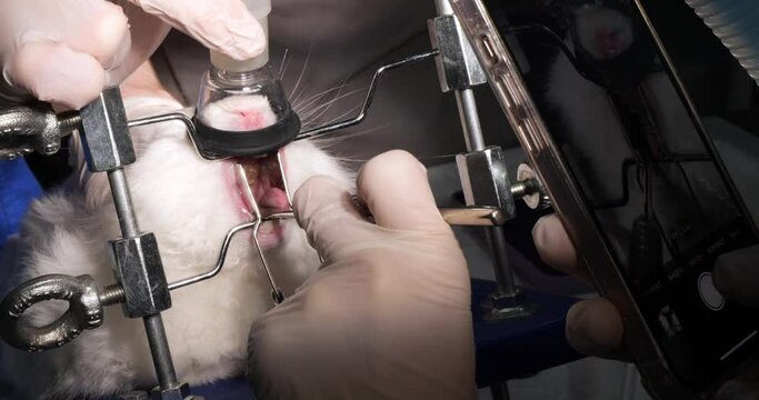 A veterinarian dentist examines the teeth in the mouth of a rabbit under gas anesthesia. A ratologist takes pictures of a rabbit's teeth on his phone. The concept of professional treatment of rodents.