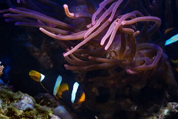 Fototapeta na wymiar popular species bubble tip anemone, animal move tentacles in flow, hunt for food and protect Clark's anemonefish on live rock stone, reef marine aquarium require experience, LED actinic blue spotlight