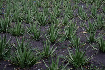 Cultivation of aloe vera plants