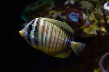Desjardin's sailfin tang juvenile swim to hide, soft coral live rock stone, demanding species...