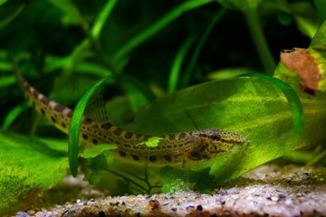 spined loach, dwarf coldwater fish in European nature aquarium, close-up portrait on sand bottom among green vegetation, weather change forecasting animal, vulnerability of nature concept