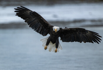 Bald eagle