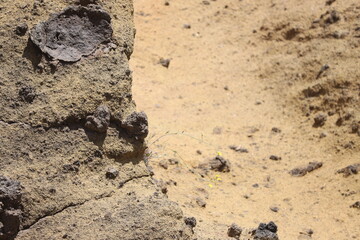 Terre et roches volcaniques ,Ténérife ,volcan  le Teide, Îles Canaries ,