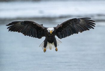 Bald eagle