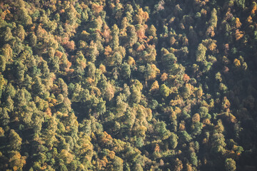 The sharp slope of the mountain overgrown with trees and shrubs of different shades, a pattern of vegetation on a sunny autumn day