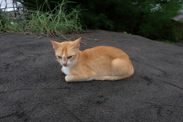 Fototapeta premium Orange cat resting on the beach sand