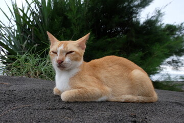 Fototapeta premium Orange cat resting on the beach sand