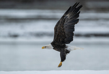 Bald eagle