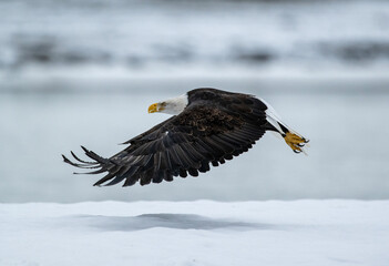 Bald eagle