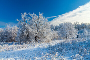 Obraz premium Trees after snowfall on a sunny winter day. The white wood in the cool rays of the morning sun and clear blue sky at background.
