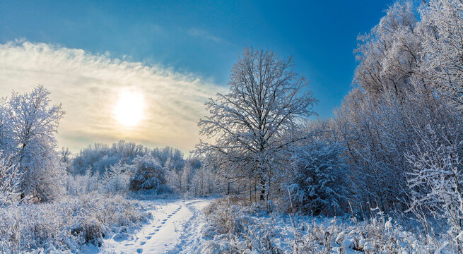 Fabulous snowy trees in a winter atmosphere. A path among the trees in the snow-covered forest. Beautiful background image. A footpath, footprints on the snow and the rays of the sun in a haze.