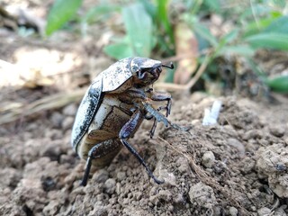 dead beetles lying on the dry ones