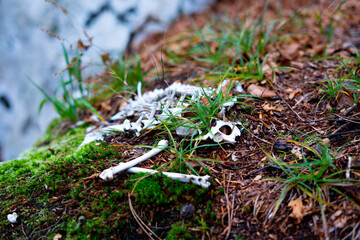 The skeleton of a small animal in the forest on moss, grass and dry leaves