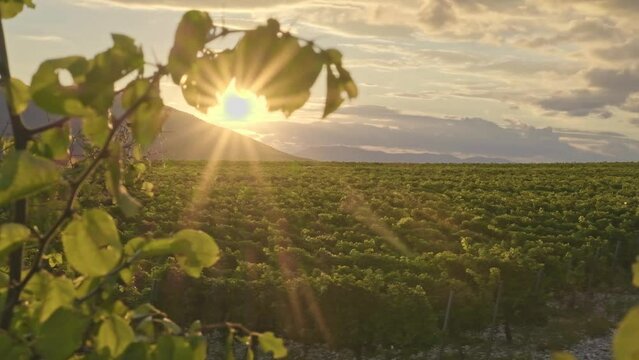 Cinematic footage of vineyards Aerial drone view over vineyards, towards agricultural fields, during sunset in the mountains. 4K