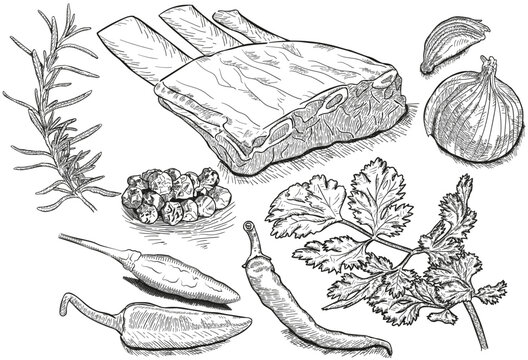 vector hand drawn ribs with rosemary, onion, pepper, parsley. realistic food sketch