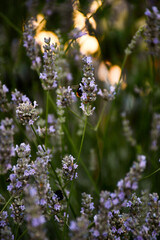 bumblebees grazing on flowers during autumn