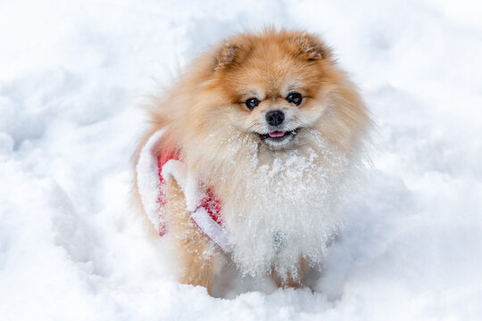 Cute spitz in red clothes stands in the snow