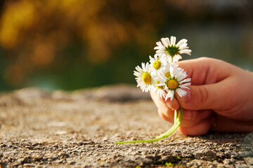 Small boys hand holding a bouquet of blossom chamomile flowers. Kid and mother romance and love concept