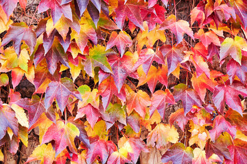 Fall foliage background with colorful maple leafs. Abstract seasonal nature backgrounds and textures