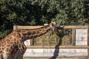 girafe en train de manger dans son enclos