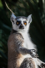 makis cattas (lemurs) close up