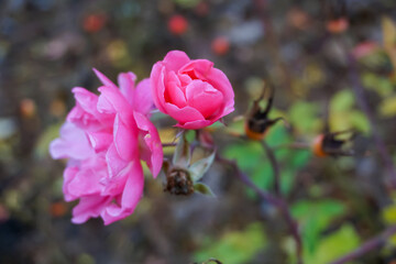 Blooming pink rosehip flowers and berries with blurred autumn leaves background. October 2022