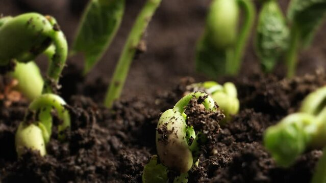 Green plant slowly growing directly from the soil, nature time lapse 4k