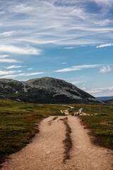 Fototapeta na wymiar mountain in Sweden at summer time with cloud in the sky