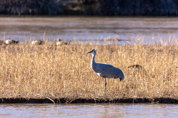 Wild Bird on Rio Grande in Albuquerque New Mexico