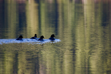Birds swimming on Suttle Lake, Central Oregon