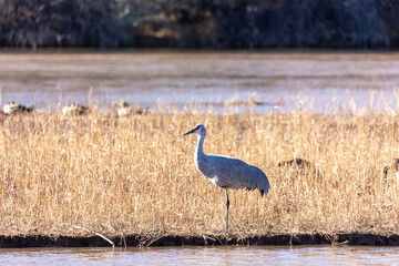 Albuquerque New Mexico Wild Crane on Rio Grande