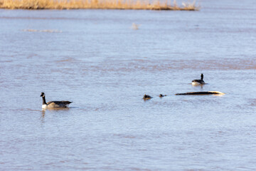 Birds Wildlife in Albuquerque River Rio Grande