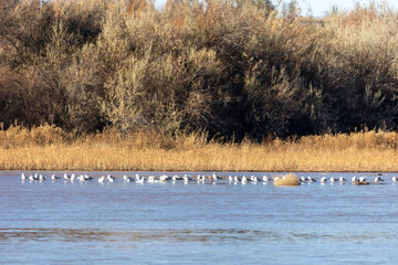Wild Seagulls Sitting in Albuquerque Rio Grande River