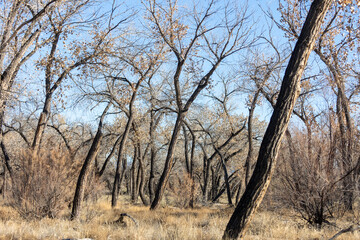 Rio Grande River Hiking Trails Albuquerque New Mexico