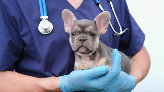 Cropped image of handsome male veterinarian doctor with stethoscope holding cute funny French bulldog puppy in arms in veterinary clinic on white background. 4K with copy space