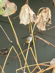 Bird on a leaf