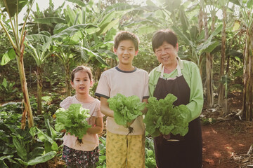 Healthy asian grandmother and grandchildren gardening together, organic homegrown vegetables farm,...