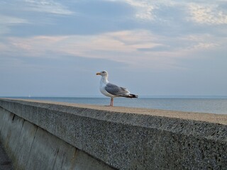 seagull on the pier