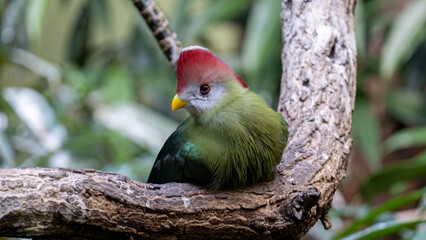 Red-Crested Turaco