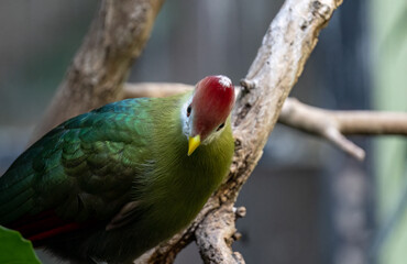 Red-Crested Turaco