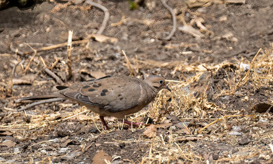bird in the ground, Rock dove