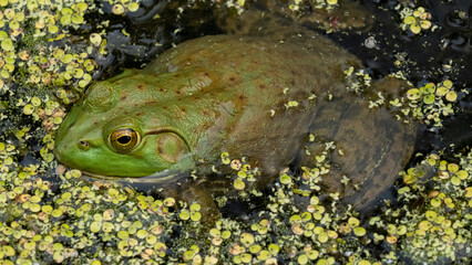 frog in the pond