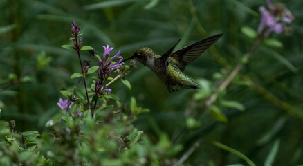 Female Ruby-throated Hummingbird