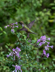Female Ruby-throated Hummingbird