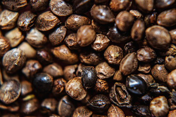 Macro de semillas de cannabis