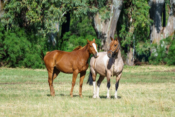 2 horses, one orange and one light brown together in a landscape with grass and trees