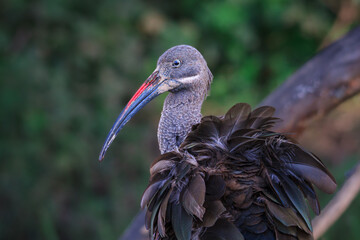 Hadeda Ibis, Lake Nakuru, Tanzania