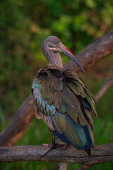 Hadeda Ibis, Lake Nakuru, Tanzania